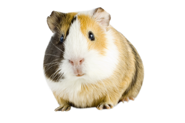 Beyaz izole edilmiş kahverengi bir kobay.