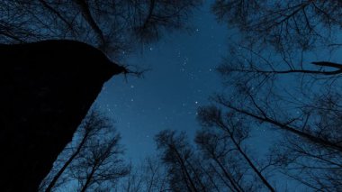 Gece ormanında yıldızlı gökyüzü