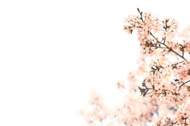 Beyaz arka planda bahar pembe çiçekleri