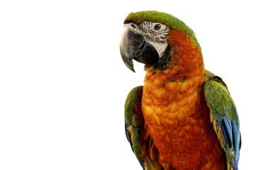 Beyaz arka planda renkli bir papağan.