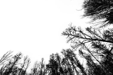 Issız bir orman, beyaz bir arka planda bir dağ.