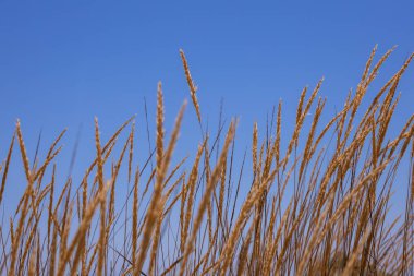 Deniz ve dağlarda gün batımında sallanan altın çimenler