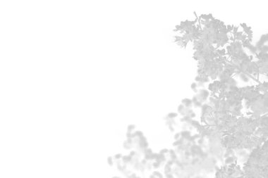 Png arka planında yaprakları olan gri bir gölge ağacı.