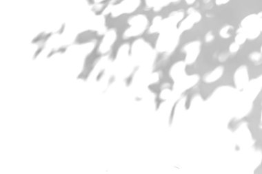 Png arka planında yaprakları olan gri bir gölge ağacı.