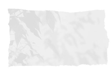 Şeffaf bir zemin üzerinde ağaç yapraklarının gölgesi olan bir kağıt.