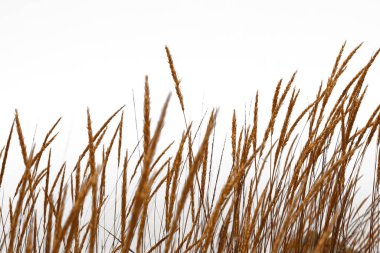 Deniz ve dağlarda gün batımında sallanan altın çimenler