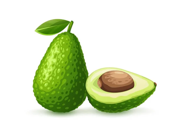 Grüne Frucht Avocado Mit Schnitt Und Gehörknöchelchen Reifes Gemüseblatt Isolierter — Stockvektor