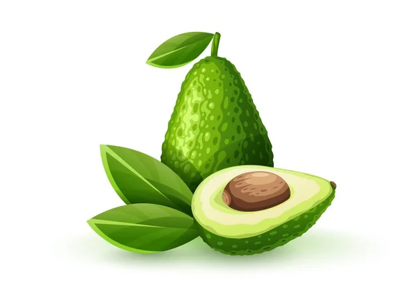 Grüne Frucht Avocado Mit Schnitt Und Gehörknöchelchen Reifes Gemüseblatt Isolierter — Stockvektor