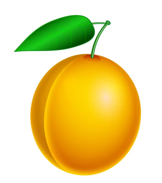 Illustration Ripe Yellow Apricot Fruit Gradient Mesh — Vettoriale Stock