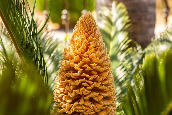 Sago Palmový Květ Slunečného Dne Horizontální Obraz — Stock fotografie