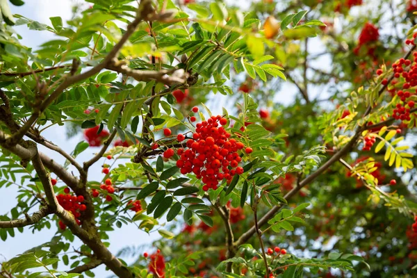 Červené Jeřábí Bobule Visící Větvích Stromů Parku — Stock fotografie
