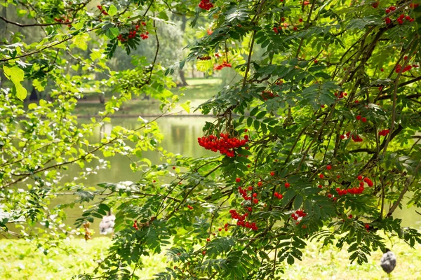 Κοκκινοσκούφηδες Που Κρέμονται Στα Κλαδιά Των Δέντρων Στο Πάρκο — Φωτογραφία Αρχείου