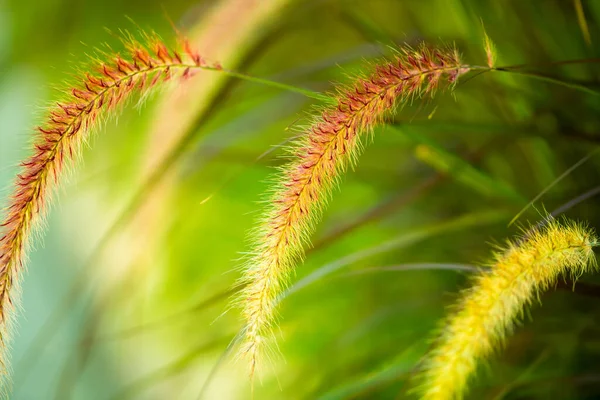 Reed Flowers Green Bluurry Background Close Image — Stok Foto