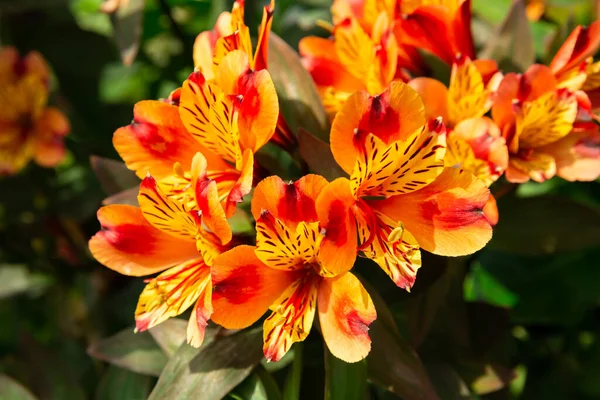 Hermosas Flores Loro Día Soleado Nombre Ciencia Alstroemeria Psittacina Esta — Foto de Stock