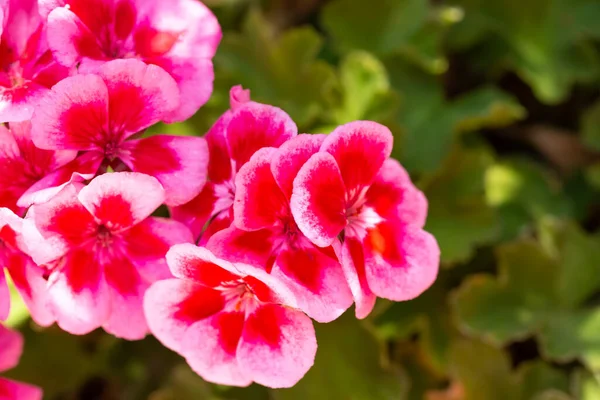 Rosafarbene Geranienblüten Schließen Horizontales Bild — Stockfoto