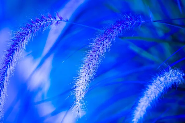 Reed Fiori Sfondo Blu Sfocato Immagine Vicino — Foto Stock