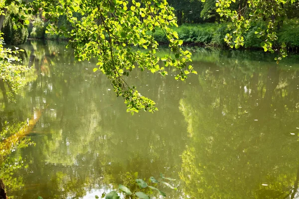 Lagoa Floresta Pendurando Galhos Árvores Luzes Sol — Fotografia de Stock