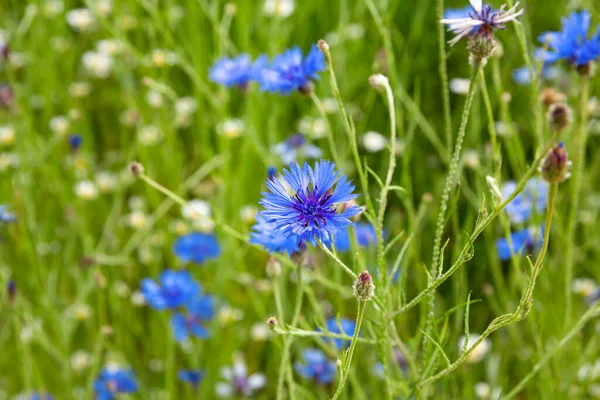 Blue Cornflowers Meadow — Stock Photo, Image