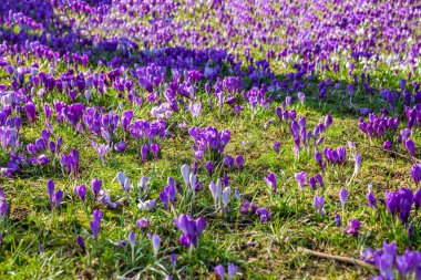 Almanya 'da çayırlarda çiçek açan Crocus çiçekleri.