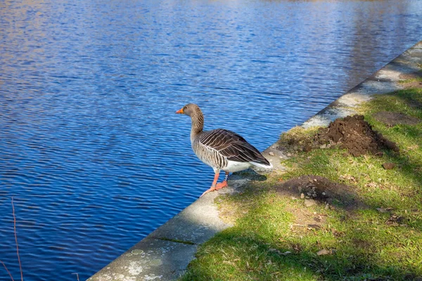 Greylag Goose Folyónál Hamburgban Németországban — Stock Fotó