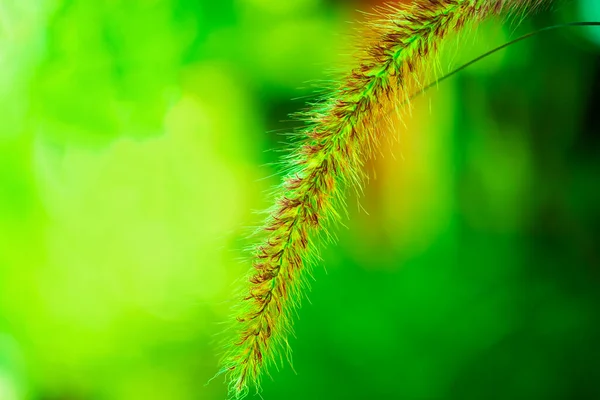 Kwiaty Trzciny Zielonym Tle Rozmyte Zbliżenie Obrazu — Zdjęcie stockowe