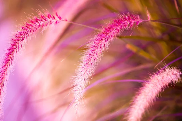 Reed Flowers Pink Blurry Background Close Image — Stok Foto