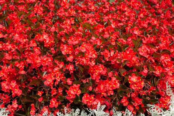 Flores Rojas Día Soleado Imagen Horizontal —  Fotos de Stock