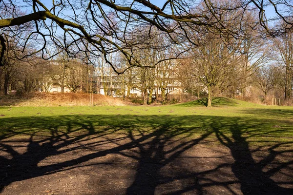 Деревья Теней Земле Городской Парк Весной Солнечный День — стоковое фото