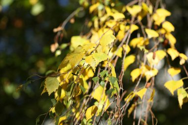 Arka planda sarı yapraklı huş dalları, sonbahar zamanı.