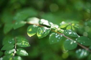 Bulanık arkaplanda yağmur damlaları olan yeşil yapraklar.