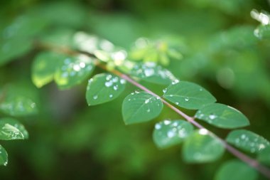 Bulanık arkaplanda yağmur damlaları olan yeşil yapraklar.