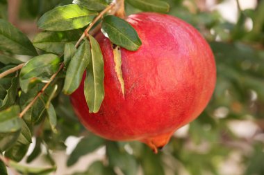 Ağaçta sallanan olgun nar meyvesi..