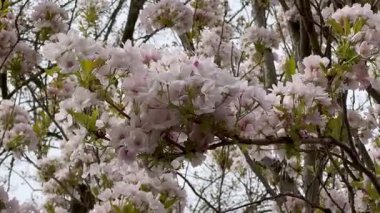 Ağacın yanında sallanan bahar pembe çiçekleri. Yavaş çekim görüntüleri.