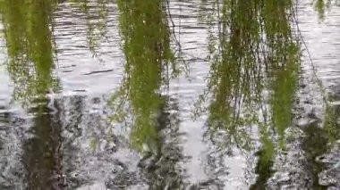Nehir yüzeyinde yeşil yapraklı söğüt dallarının yansıması. Söğüt dalları yavaşça rüzgarla savrulur..