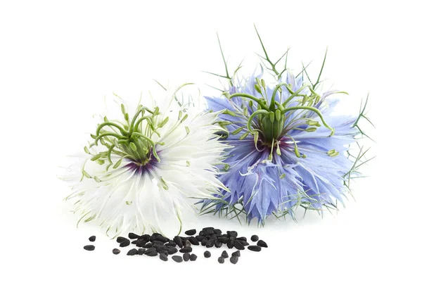 Černý Kmín Květiny Semeny Detailní — Stock fotografie
