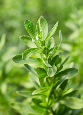 Taze stevia fabrikası.