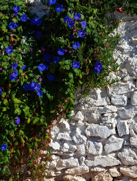 Язані Квіти Над Білою Цегляною Стіною Сонячне Світло Текстура Настінний — стокове фото