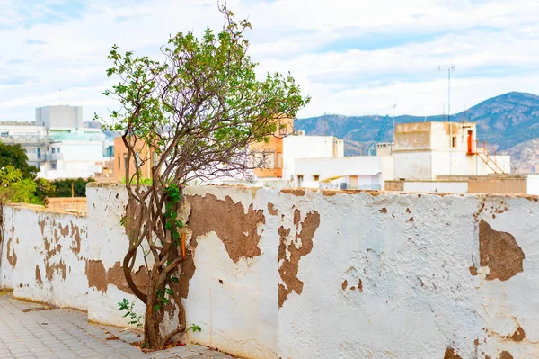 スペインの背景にある みすぼらしいフェンシング カルタヘナの建築と山の景色による木 — ストック写真