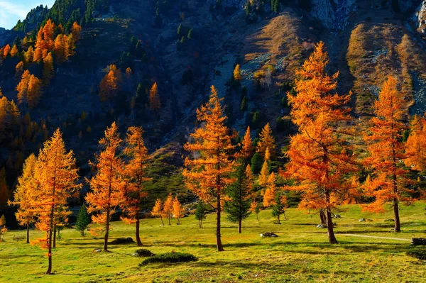 緑の草の上にスプルース 背景に岩の山 太陽の光の秋 アルプスのある高山草原 — ストック写真