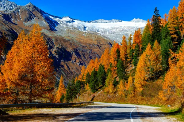 Prachtig Herfstberglandschap Gouden Bomen Langs Weg Felle Zon Sneeuwpiek Achtergrond — Stockfoto