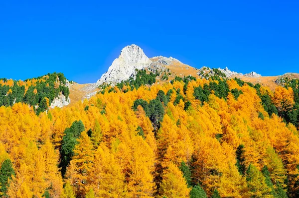 山の峰と黄金の森 秋のアルプス オーストリアで秋の風景 — ストック写真