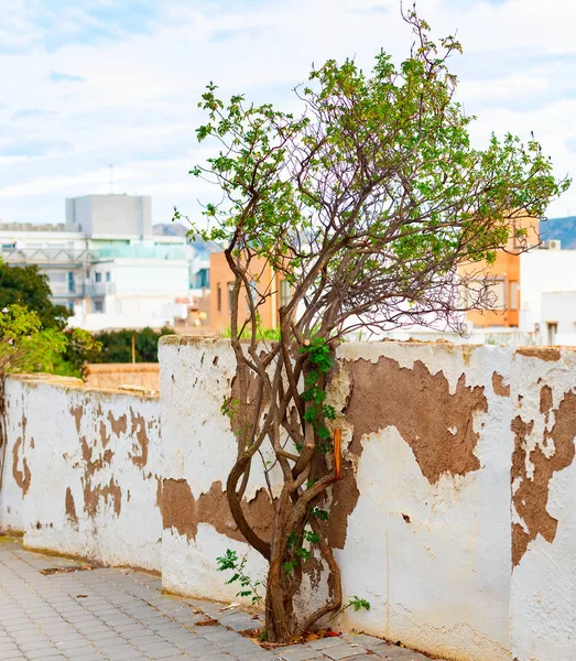 Drzewo Przez Zniszczone Ogrodzenie Architektura Kartageny Widok Góry Tle Hiszpania — Zdjęcie stockowe