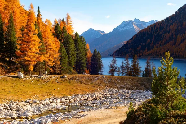 背景に金色の木々の川と山の峰と風景秋のアルプスの風景 — ストック写真