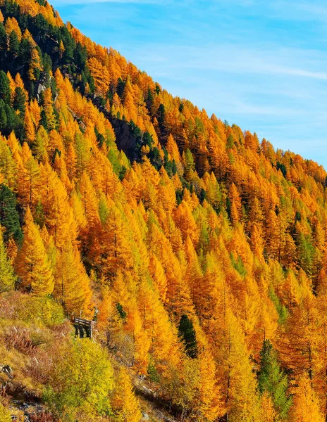 Krajobraz Alp Krajobrazowych Jesiennym Złotym Lasem Hotelami Zboczu Góry Włochy — Zdjęcie stockowe