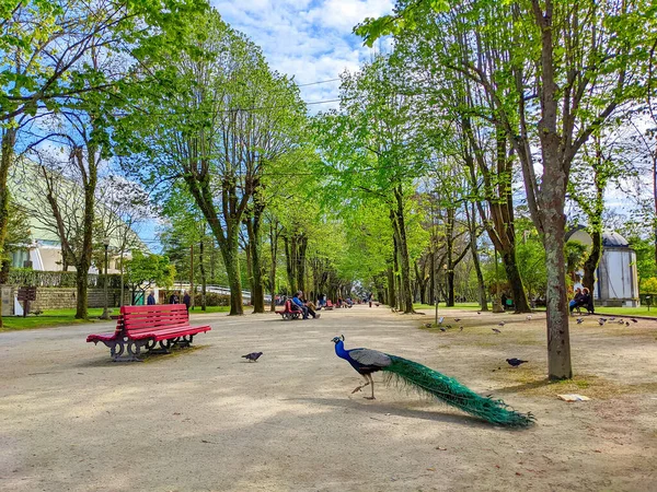 Portugal Portugal 2022年4月12日 Peacock Walking Park Alley People Relax Benches — 图库照片