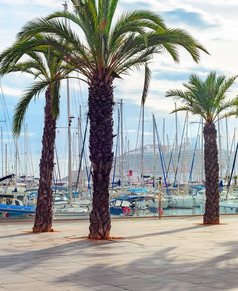 Palmiers Promenade Marina Avec Des Yachts Amarrés Des Bateaux Moteur — Photo