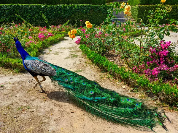 Peacock Walking Park Rosarium Jardim Palacio Cristlal Kwitnące Kolorowe Róże — Zdjęcie stockowe