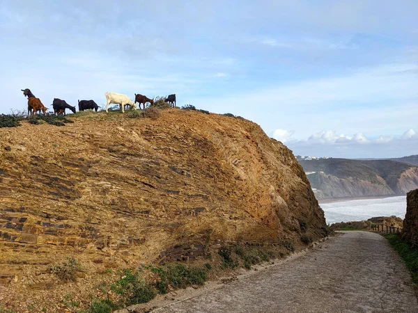 山羊在悬崖上看大海 葡萄牙Arrifana海滩Aljezur 免版税图库照片