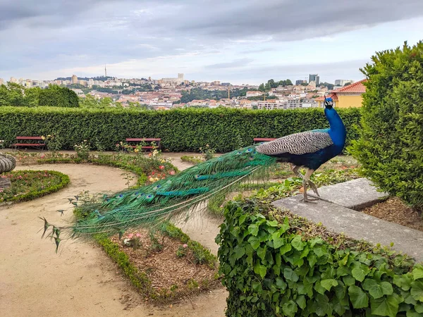 公园里的孔雀看到了背景中的波尔图天际线 葡萄牙 图库照片