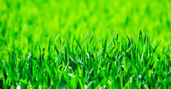 Grasstruktur Von Einem Feld — Stockfoto